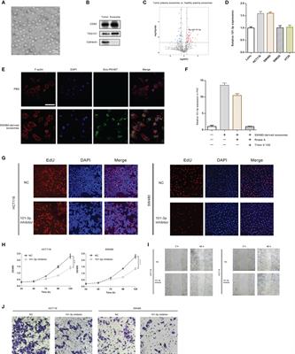 HIPK3 Inhibition by Exosomal hsa-miR-101-3p Is Related to Metabolic Reprogramming in Colorectal Cancer